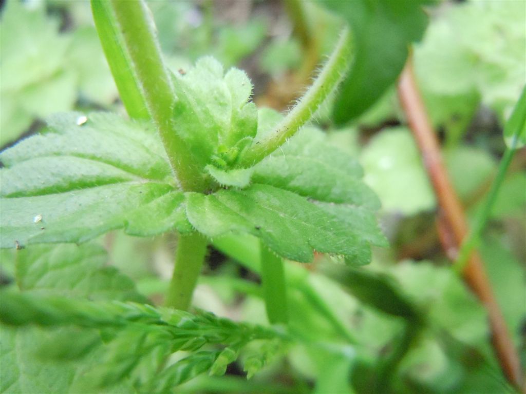 Veronica arvensis